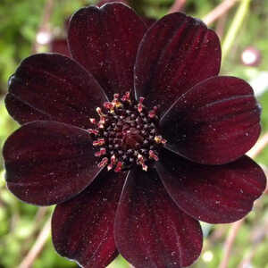 COSMOS atrosanguineus