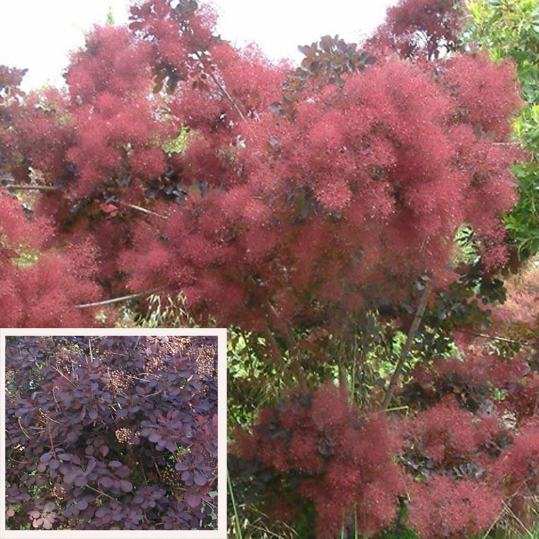 COTINUS coggygria 'Purpureus'