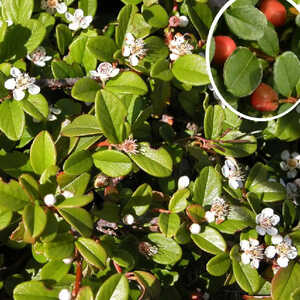 COTONEASTER dammeri 'Major'