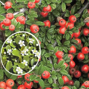 COTONEASTER 'Frierders Evergreen'