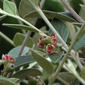 COTONEASTER franchetti