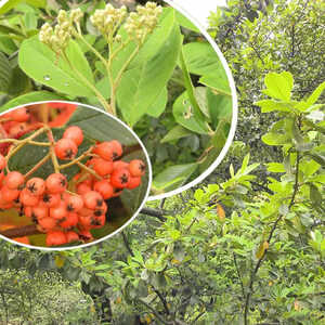 COTONEASTER lacteus