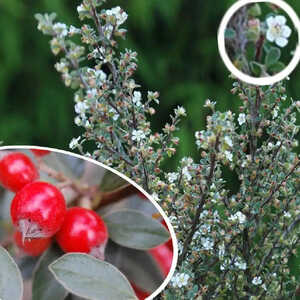 COTONEASTER lidjiangensis