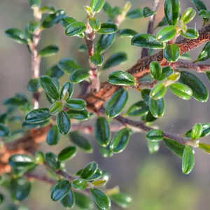 COTONEASTER linearifolius     (= microphyllus var. thymifolius)