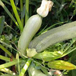 COURGETTE 'Alberello di Sarzana'