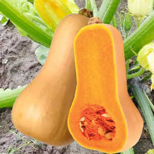 COURGE 'Butternut'