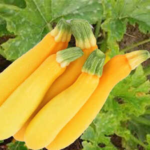 COURGETTE 'Gold Rush' F1