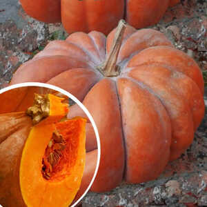 COURGE 'Musquée de Provence'