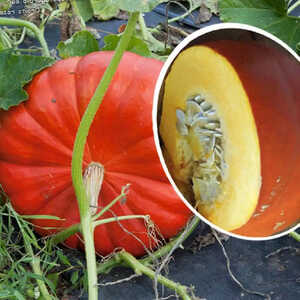 COURGE 'Rouge Vif d'Etampes'