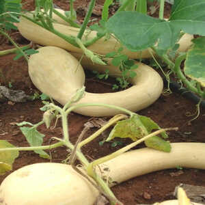 COURGE 'Tromba d'Albenga'