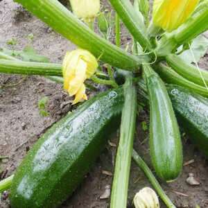 COURGETTE 'Zuboda'