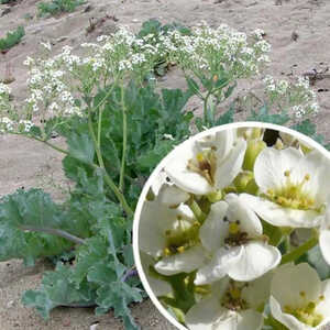 CRAMBE maritima