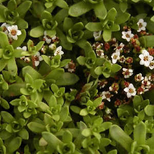 CRASSULA exilis (sedifolia)