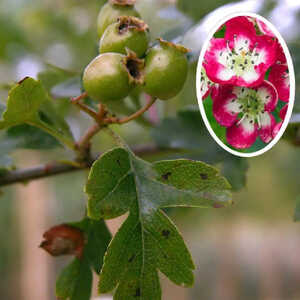 CRATAEGUS laevigata 'Crimson Cloud'