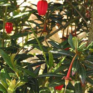 CRINODENDRON hookerianum