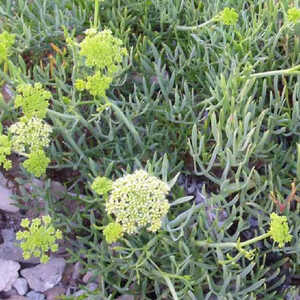 CRITHMUM maritimum