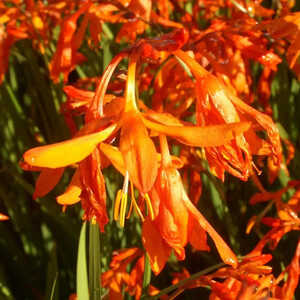 CROCOSMIA aurea