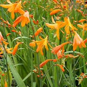 CROCOSMIA 'Canary Bird'