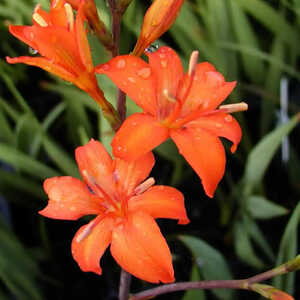 CROCOSMIA 'Clyvia'