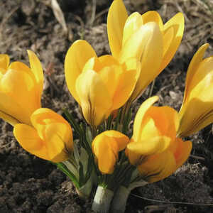 CROCUS flavus