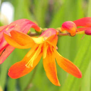 CROCOSMIA 'His Majesty'