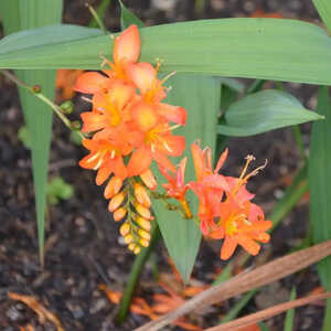 CROCOSMIA masoniorum