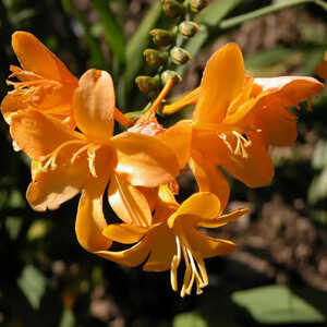 CROCOSMIA 'Paul's Best Yellow'