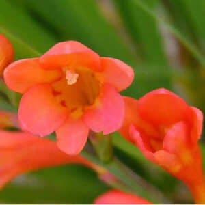 CROCOSMIA pottsii 'Culzean Pink'