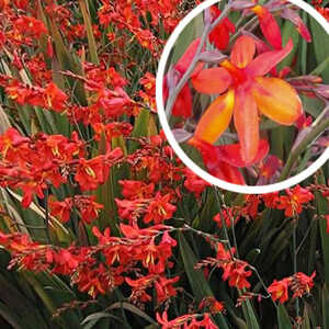 CROCOSMIA 'Saracen'