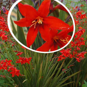 CROCOSMIA 'Twilight Fairy Crimson'