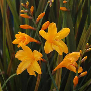 CROCOSMIA 'Twilight Fairy Gold'