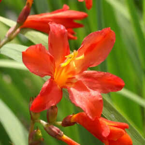 CROCOSMIA 'Venus'