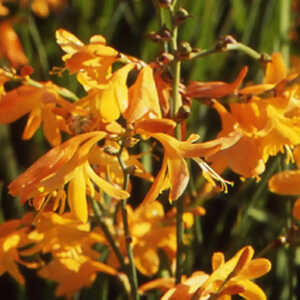 CROCOSMIA 'Voyager'