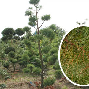 CRYPTOMERIA japonica 'Elegans' (en topiaire)