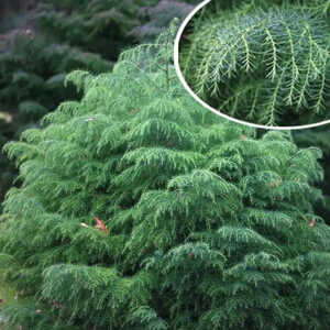 CRYPTOMERIA japonica 'Elegans Viridis'