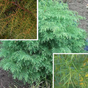 CRYPTOMERIA japonica 'Elegans'