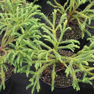 CRYPTOMERIA japonica 'Globosa Nana'