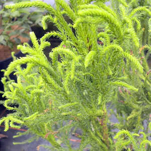 CRYPTOMERIA japonica 'Rasen Sugi'