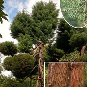 CRYPTOMERIA japonica (en topiaire)