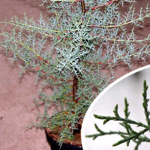 CUPRESSUS arizonica