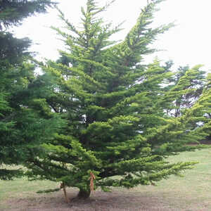 CUPRESSUS macrocarpa 'Lutea'