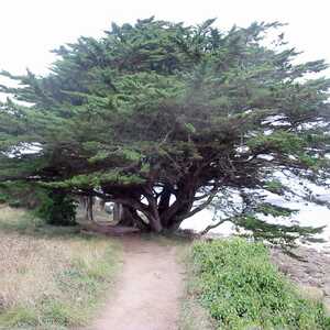 CUPRESSUS macrocarpa