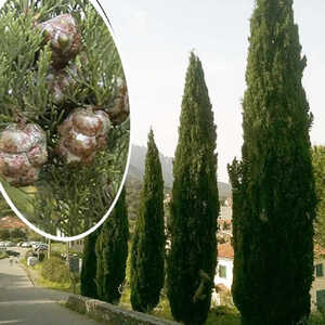 CUPRESSUS sempervirens 'Stricta'