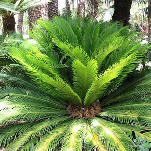 CYCAS revoluta