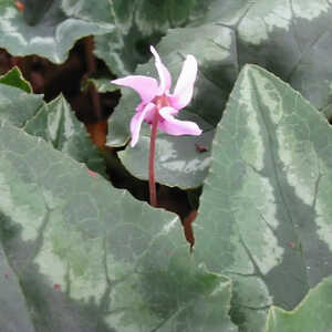 CYCLAMEN hederifolium (neapolitanum)