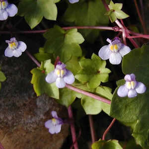 CYMBALARIA muralis (Linaria)