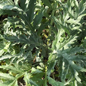 CYNARA scolymus