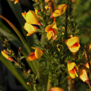 CYTISUS 'Andreanus'