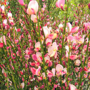 CYTISUS 'Hollandia'