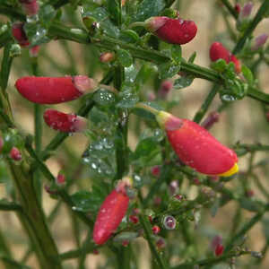 CYTISUS 'La Coquette'